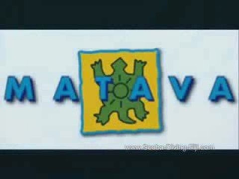 Baby Grey Reef Shark pups in Kadavu, Fiji