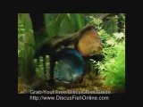 Tropical Discus Fish. Discus Fish In Tanks