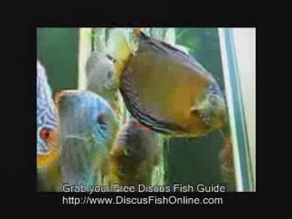 Discus Tropical Fish. Watch In Amazement