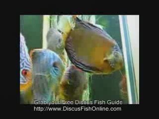 Discus Tropical Fish. Watch In Amazement