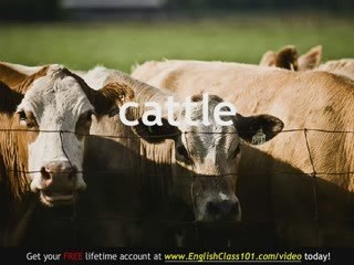 Learn English - English Farm Animals Vocabulary