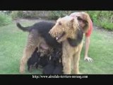 Airedale Puppies - Oorang Airedales