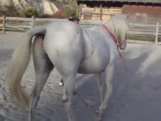 Kazo travail dans le paddok sol !  balade avec lise