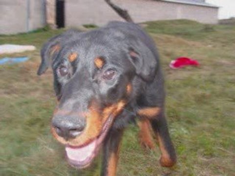 beauceron arlequin ou noir et feu