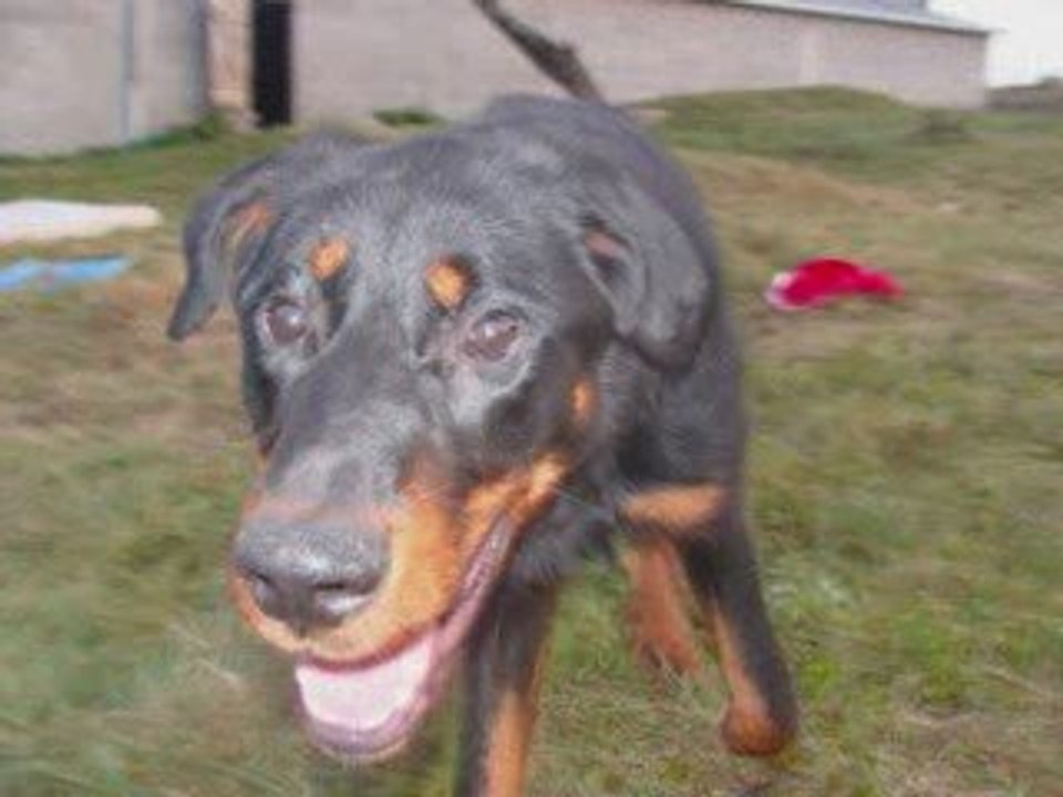 beauceron arlequin ou noir et feu