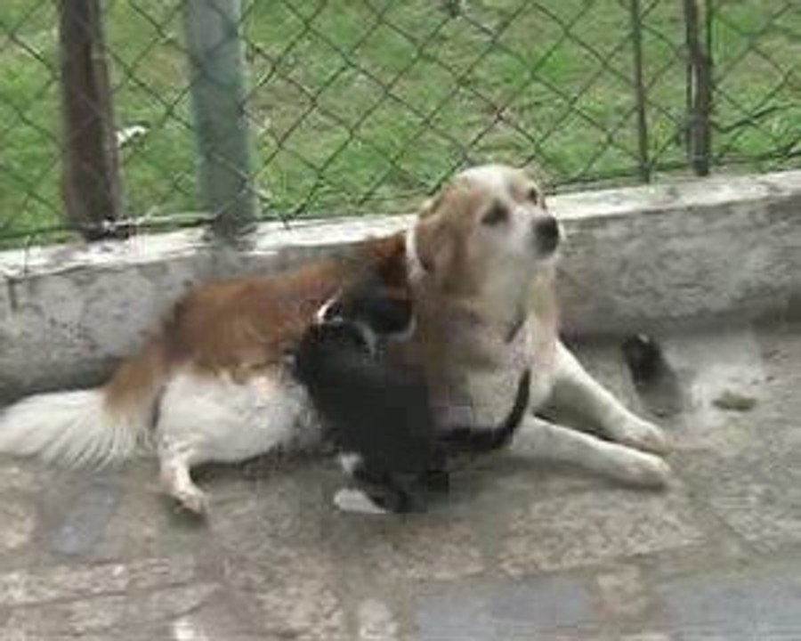 Un amour entre un chien et un chat