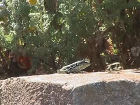 PIM : l'atelier des îles