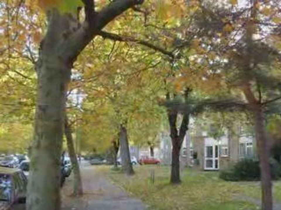 Automn on my streetl 2009