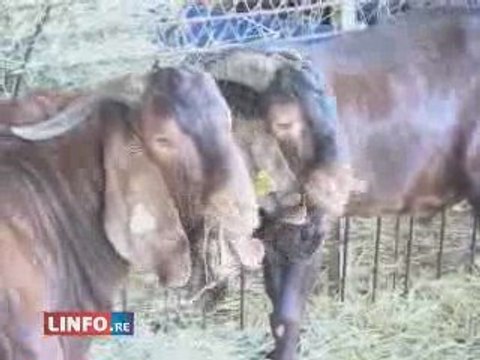 actualite faits divers ile de la reunion: Des voleurs