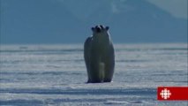 Découverte - Ours polaires, en voie d'extinction ou pas?