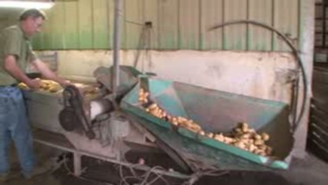 Producteur de pommes de terre dans le Finistère