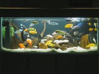 Akvaryumum İskender Türk - Uşak