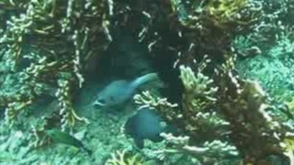 bali 2008 jemeluk amed