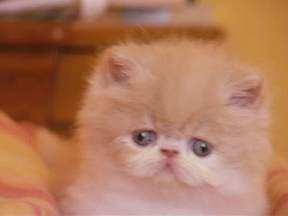 petit persan2