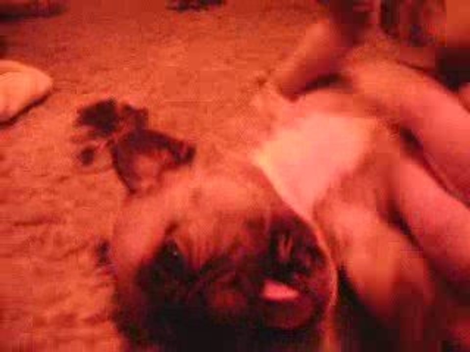 rose chiot bouledogue francais  19 jours