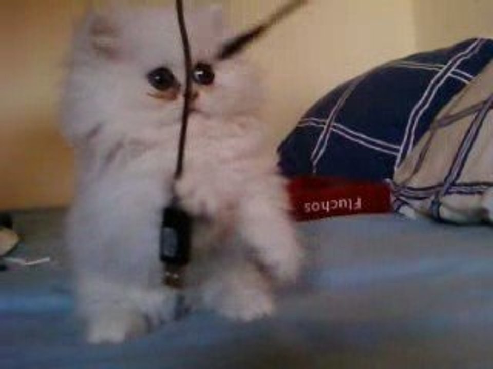 chinchilla