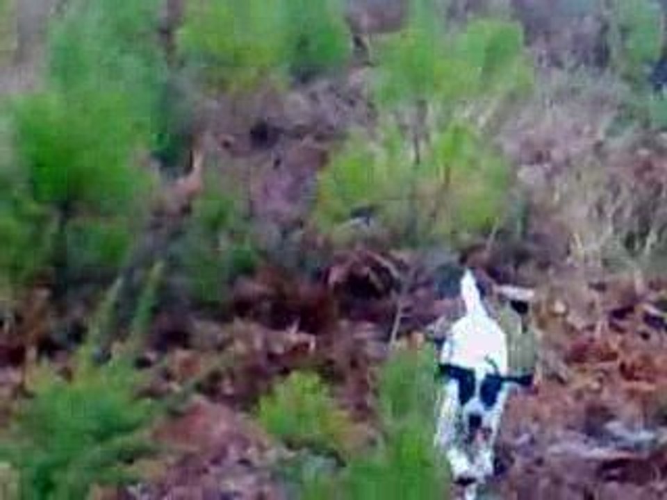 braque d'auvergne a la chasse