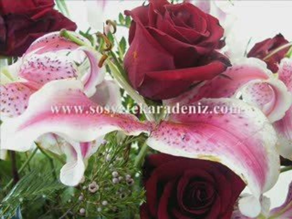 gül resimleri en güzel güller güllerin anlamları kırmızı gül