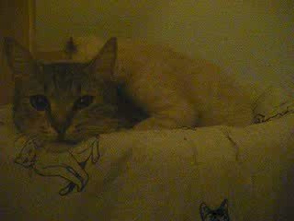 chats