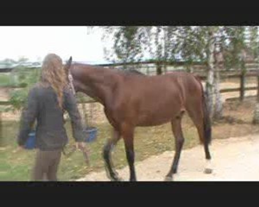 Ukko Diams des Edènes (A VENDRE)