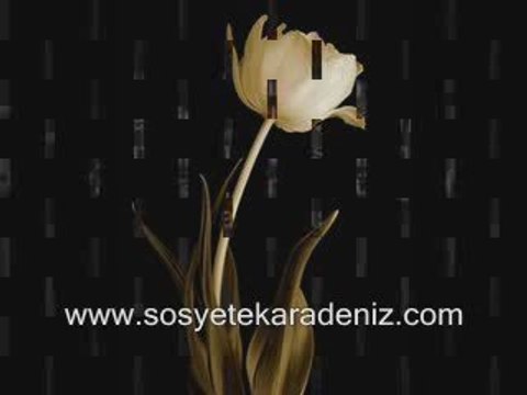 Kazım Koyuncu-Şevval Sam=Gelevera Deresi konusu , Koyverdun