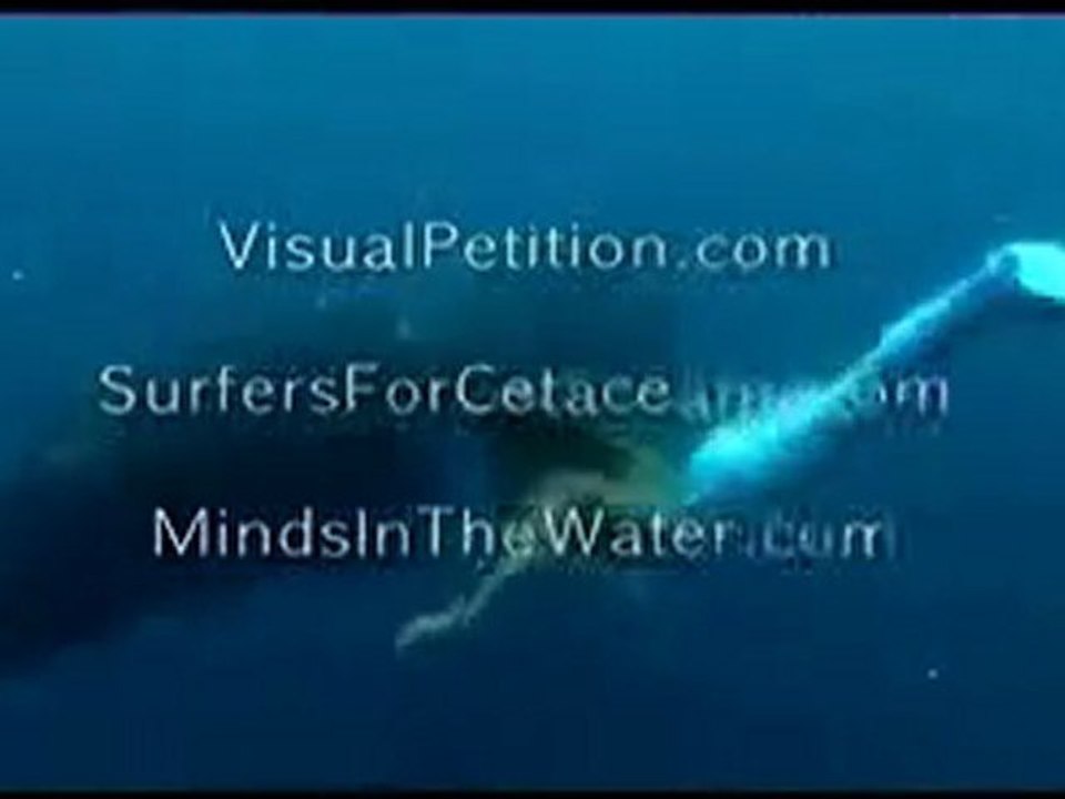 la fete avec les dauphins a voir