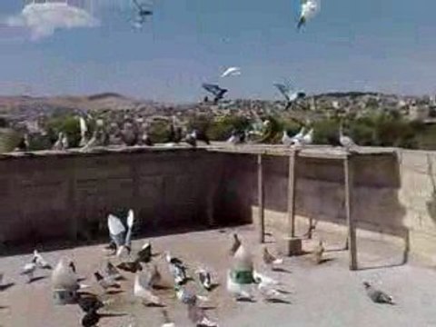 FEHMİ ATEŞ / ŞANLIURFA / SALMA ZİYARETİ 2