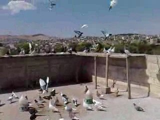 FEHMİ ATEŞ / ŞANLIURFA / SALMA ZİYARETİ  2