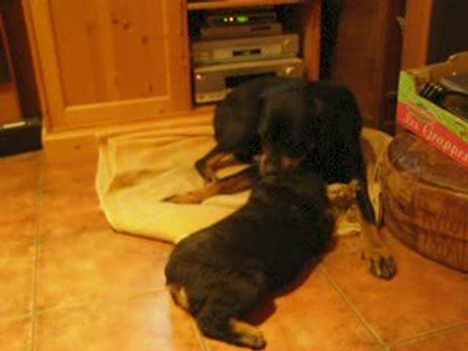 ute et baïka tir a la corde