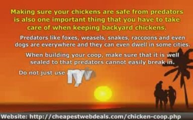 How to Keep Backyard Chickens Healthy and Safe