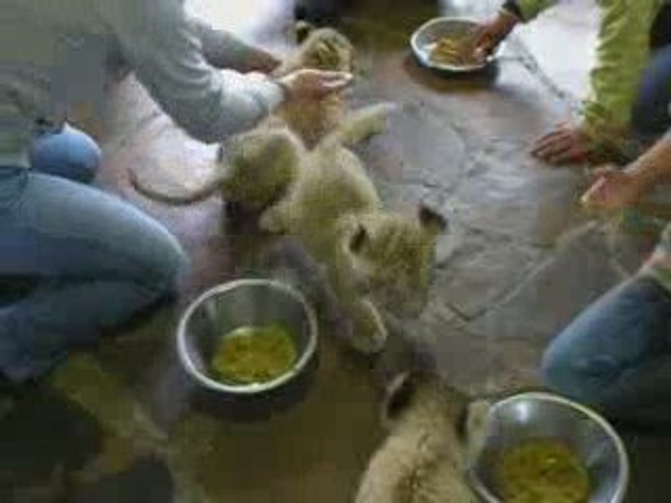 Volunteer Lions