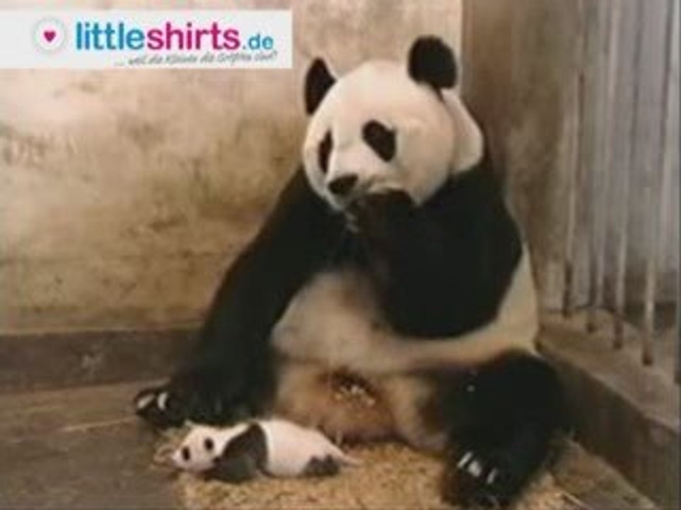 *lustig* Panda Baby niest und die Panda Mutter erschreckt si