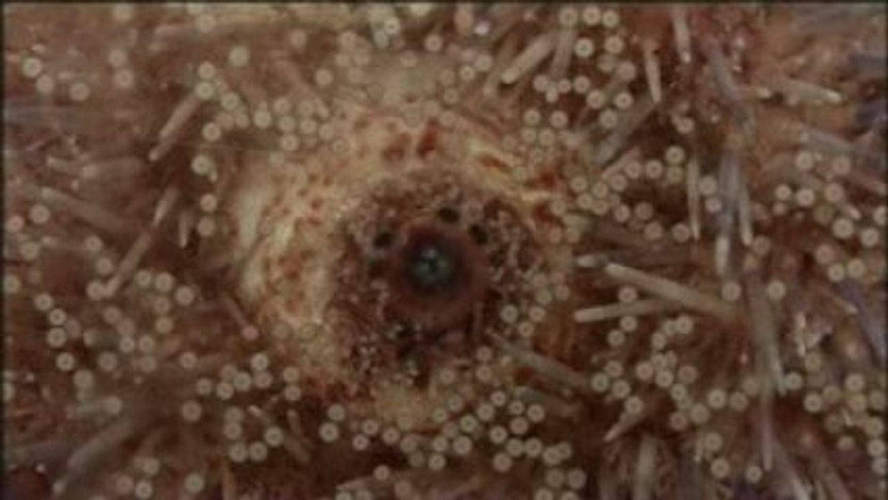 Bande Annonce Festival International du Film de Belfort 09