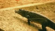 Happy Crocodiles on vocation