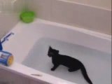 Un chaton prend son bain - Aqua Kitty