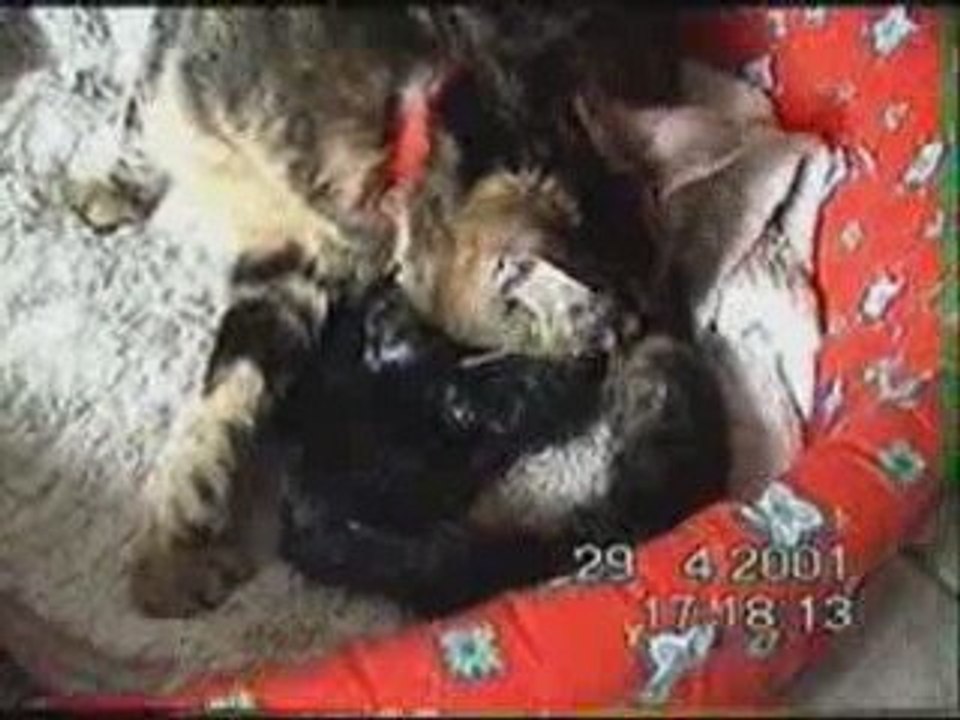 Frimousse mise bas 2ème partie