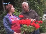 Au Jardin de Jean-Paul : Les Chrysanthèmes