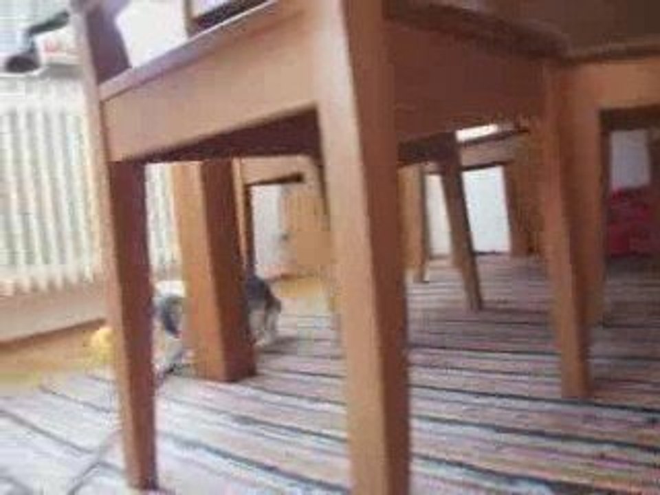 Kaninchen vs Snackball