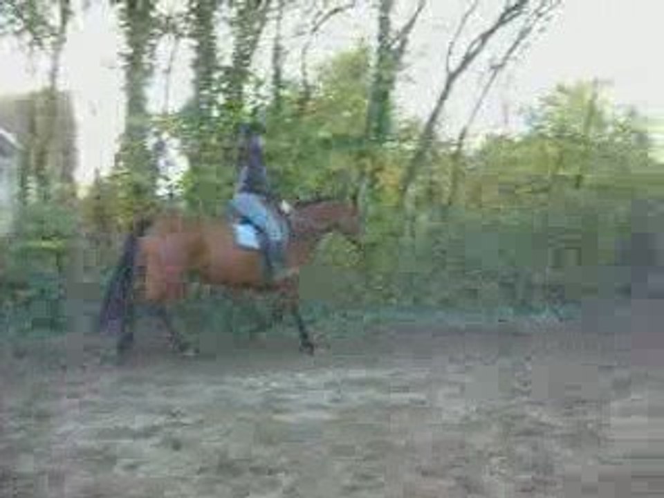 Sultane trot monté