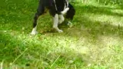 petite cavalier king charles dans le jardin