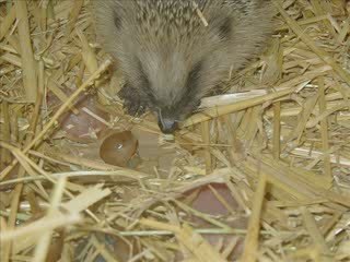 SAUVETAGES DES HERISSONS