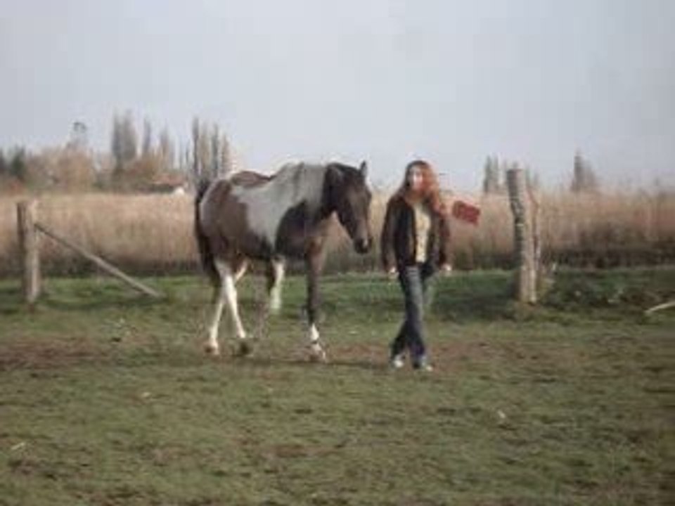 mon cheval