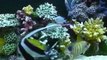 Reef Aquarium Artificial Coral Reef Saltwater Fish Only Tank