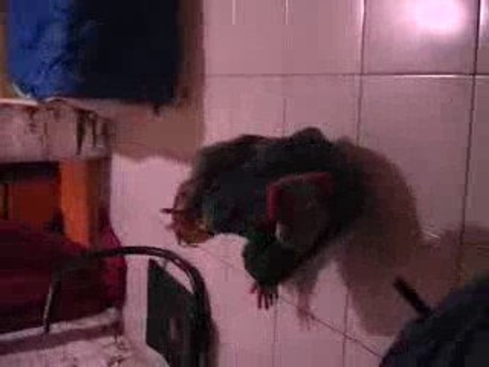 mini dancer