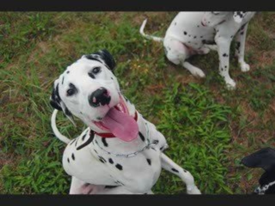 Chiens_a_adopter_dalmaSF_2009_10_30