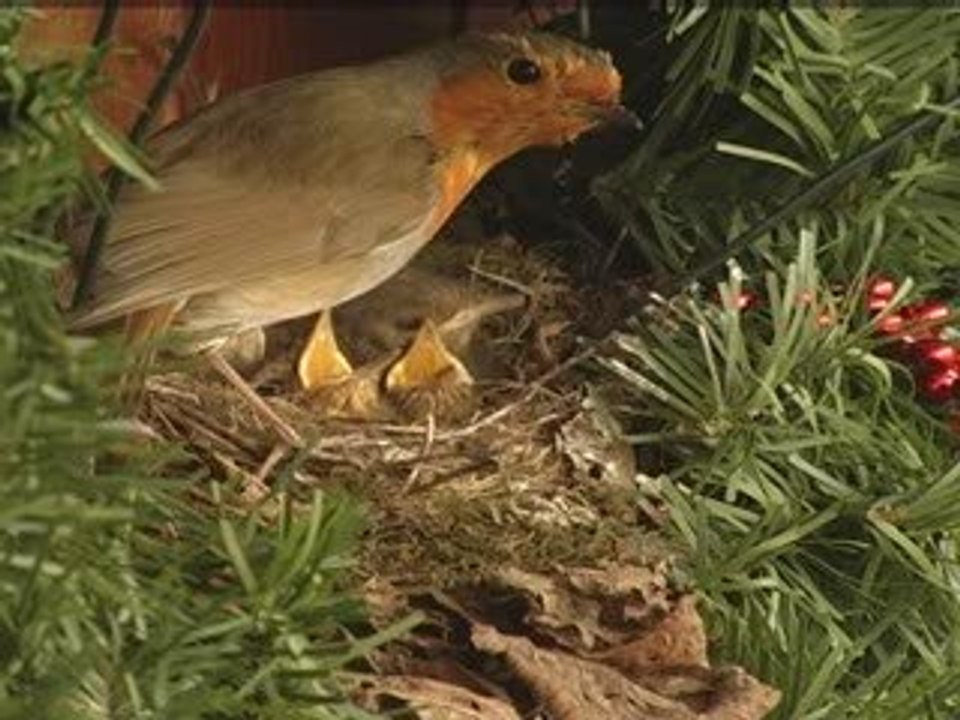 Robins' eyes have 'super powers'