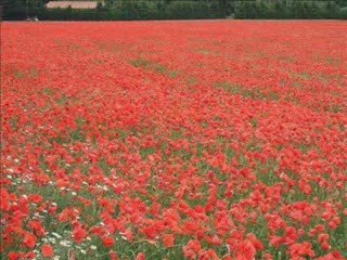 When The Children Cry