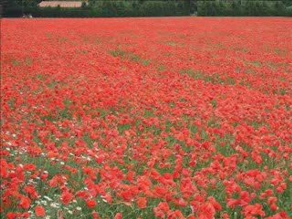 When The Children Cry