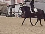 Dressage Octobre 2009