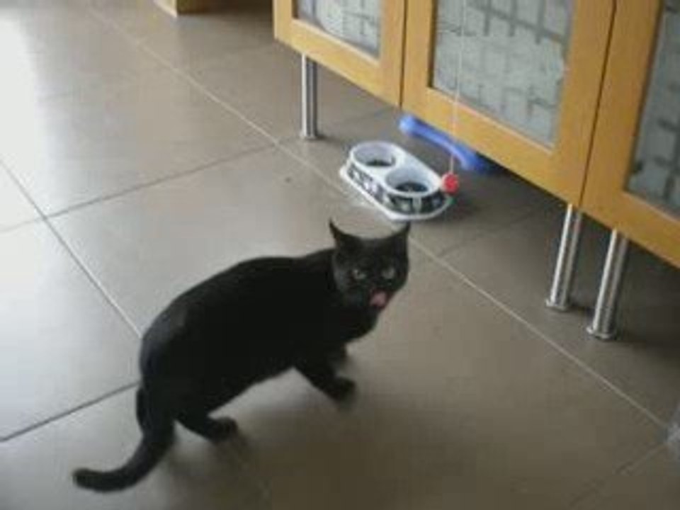 tinoir le chat-pardeur...